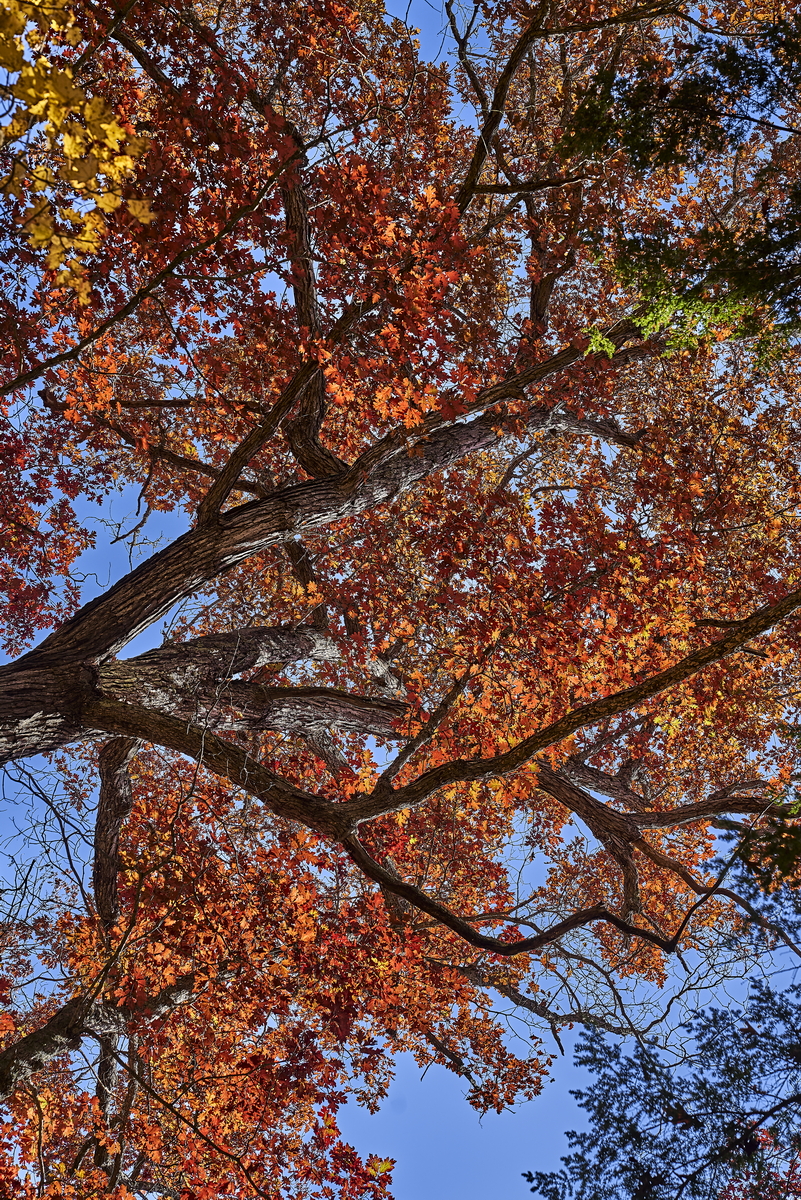 Indian Summer, Letchworth State Park, NY, USA